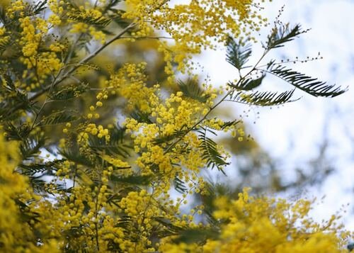 The Rising Popularity of Acacia Trees in Modern Landscaping